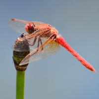 Lake Lagunitas Dragonflies