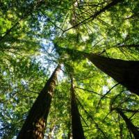 Junior Rangers: Trailside First Aid