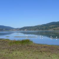 Bolinas Lagoon Birds