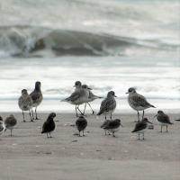 Limantour Birds