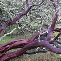 Trailside First Aid Hike