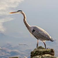 Senior Stroll: Loch Lomond Birds