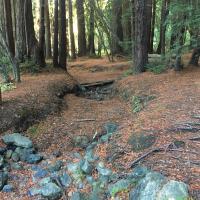 Junior Rangers: Nature Journaling