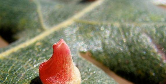 Mount Burdell Plant Galls