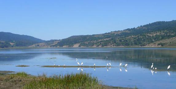 Bolinas Lagoon Birds