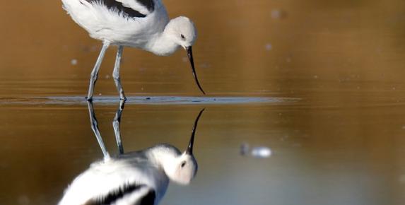 Hamilton Wetlands Birds