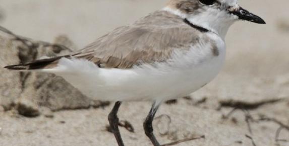 Abbotts Lagoon Birds