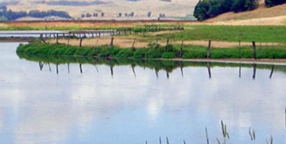Rush Creek Birds