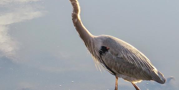 Senior Stroll: Loch Lomond Birds