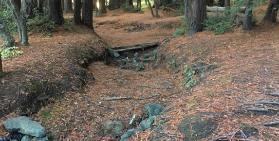 Junior Rangers: Nature Journaling