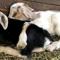 Family Farm Day at Slide Ranch:  Giving Thanks