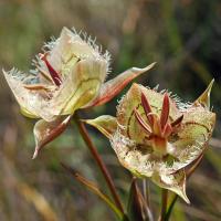 Lecture: Wildflowers of Tiburon Peninsula