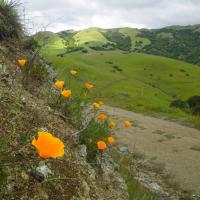 Loma Alta: Blossoms and Birds