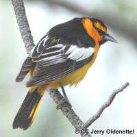 Mount Burdell Birds
