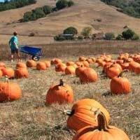 Nicasio Valley Pumpkin Patch
