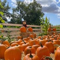 Muelrath Ranches Pumpkin Patch