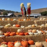 Grossi Family Farm Pumpkin Patch in Novato