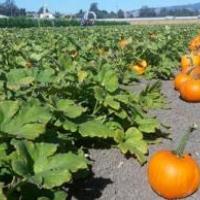 Petaluma Pumpkin Patch and Amazing Corn Maze