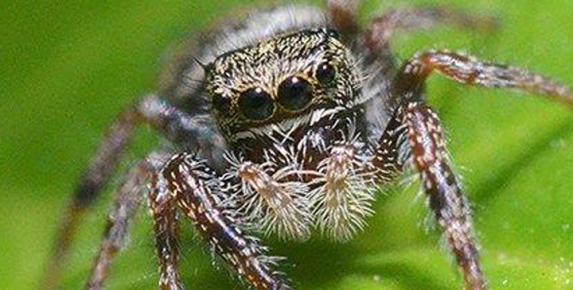 Spiders