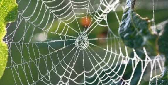 Family Walk: Spiders