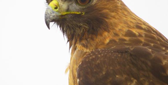 Raptors