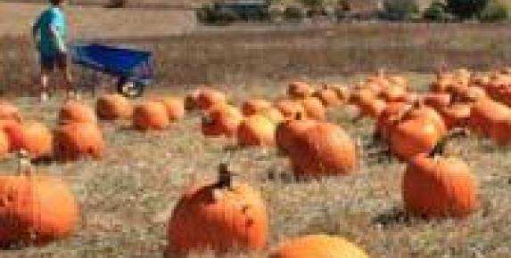 Nicasio Valley Pumpkin Patch