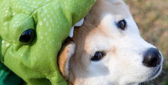 Howl-O-Ween Celebration at The Village Corte Madera
