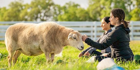 Sheep Meditation at Charlie's Acres Farm Animal Sanctuary