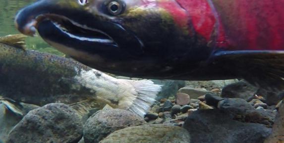 Salmon of San Geronimo Valley