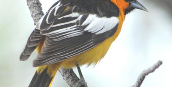 Mount Burdell Birds
