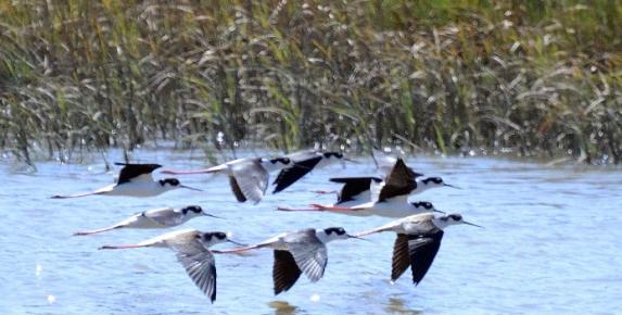 Corte Madera Marsh