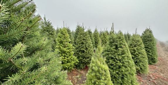 Pronzini Christmas Trees
