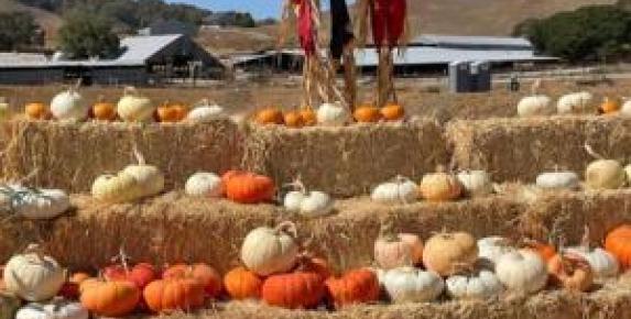 Grossi Family Farm Pumpkin Patch in Novato