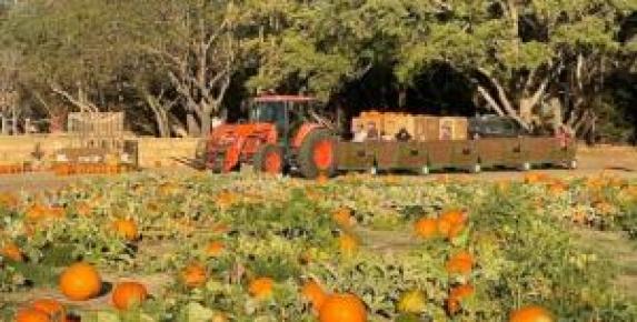 Mickelson Pumpkin Patch in Petaluma