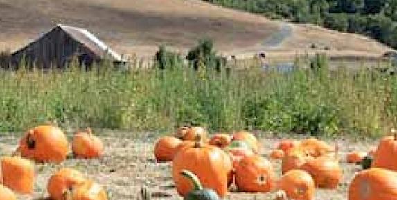 Nicasio Pumpkin Patch Open Daily Through October 31