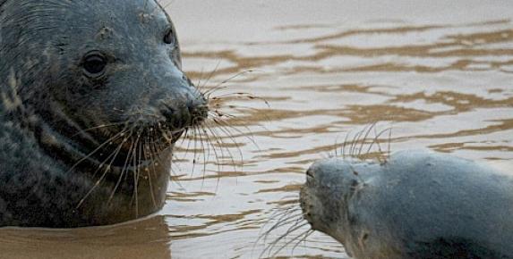 Wildlife Kayak Day Tours at China Camp State Park with Kayak &am…