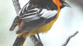 Mount Burdell Birds