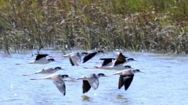 Corte Madera Marsh